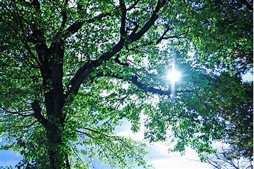 Image 1 Sunshine Trees