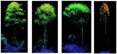 Image 2 Different Tree Profiles From UAV LiDAR From Forest Fires Area 400x185