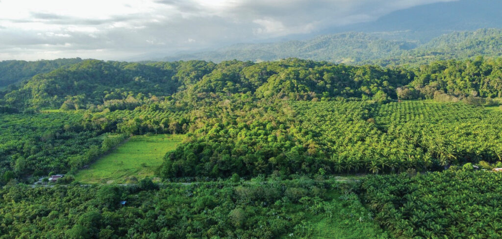 The Biodiverse Ecosystem Of The La Gamba Biological Corridor COBIGA Costa Rica