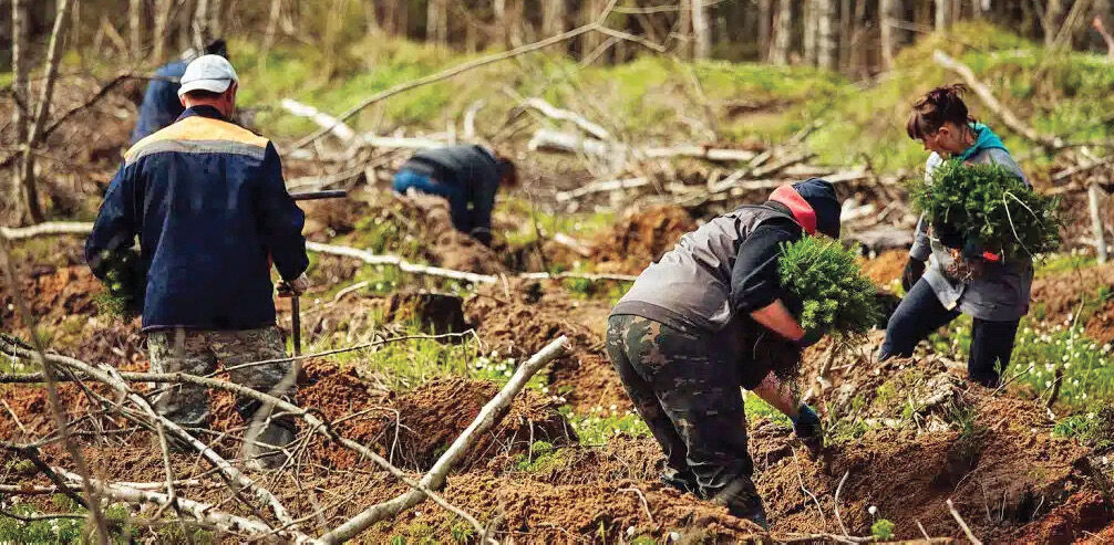 Replanting E1771275140459