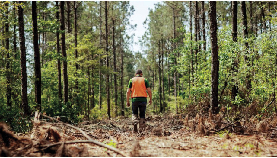 RoyOMartin Forester SFI